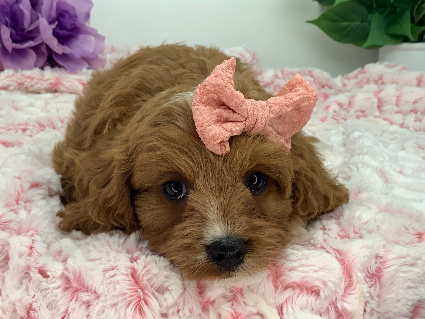 A red Cavapoo puppy with a pink bow at The Luxurious Doodle
