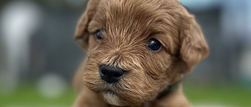 A young red Cavapoo puppy named Angel looking directly at the camera at The Luxurious Doodle