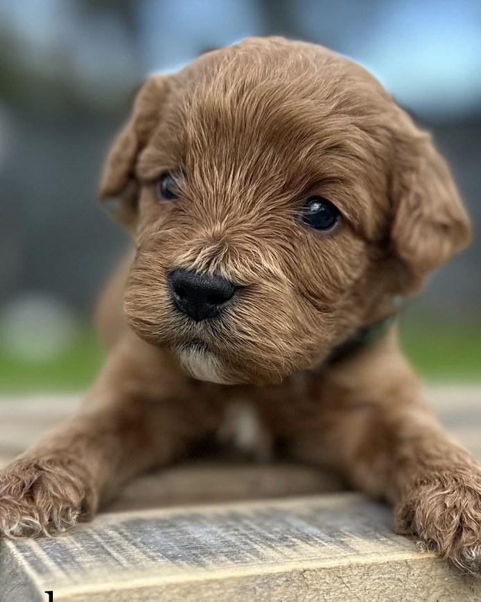 A young red Cavapoo puppy named Angel looking directly at the camera