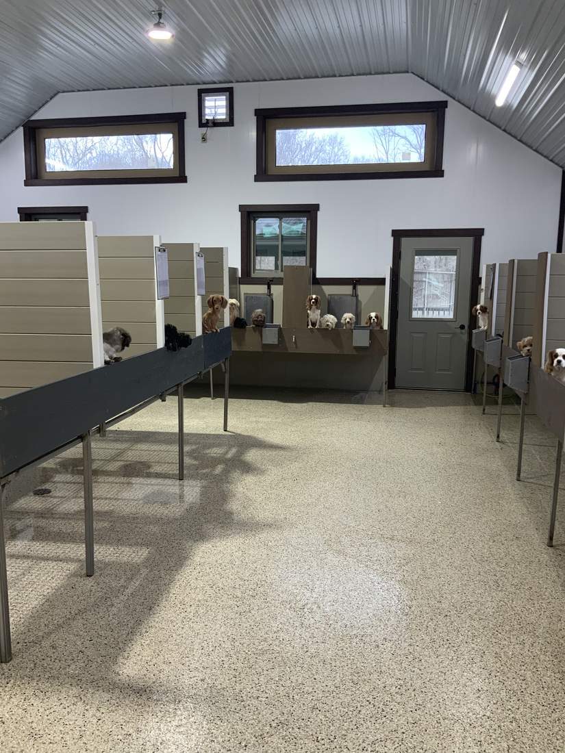Inside our USDA Class A certified facility — gleaming, climate-controlled, and home to every puppy we place