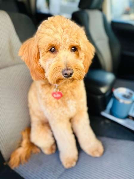 Ruby, a Mini Goldendoodle placed by The Luxurious Doodle, on her delivery day to her North Barrington family