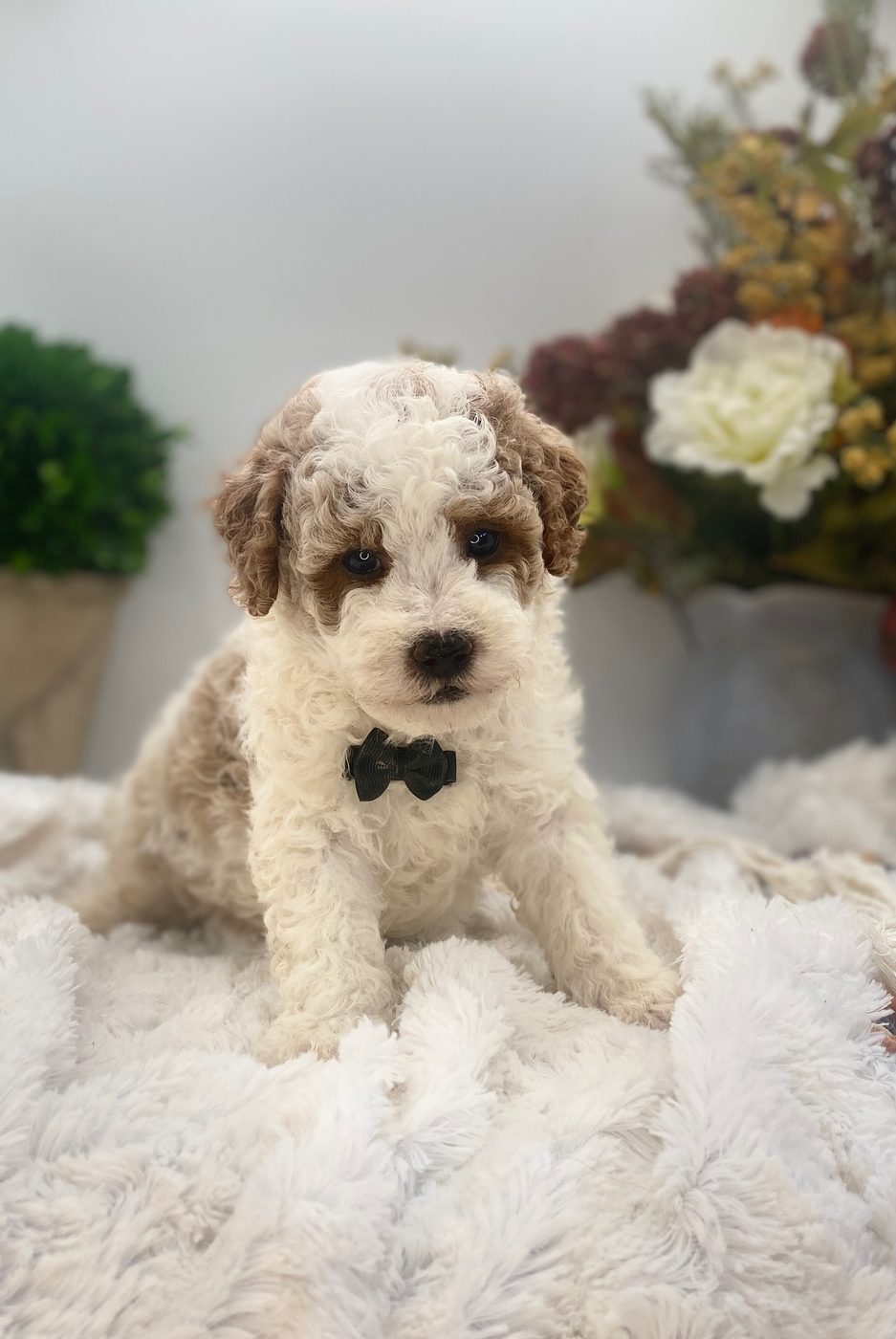 Beckett &mdash; rare parti Goldendoodle boy in a bow tie, available near Schaumburg IL
