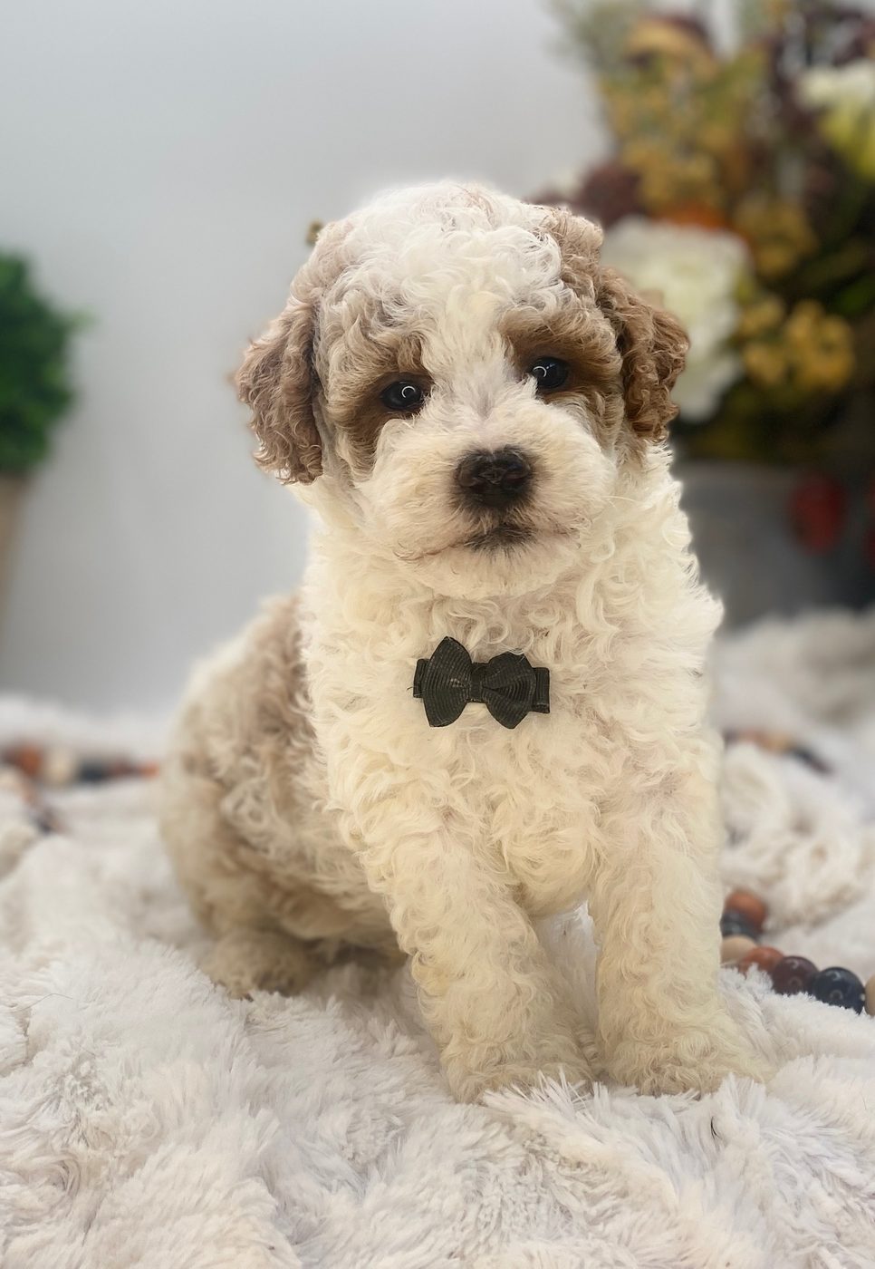 Beckett the white and apricot parti Goldendoodle puppy boy, USDA Class A certified breeder Illinois