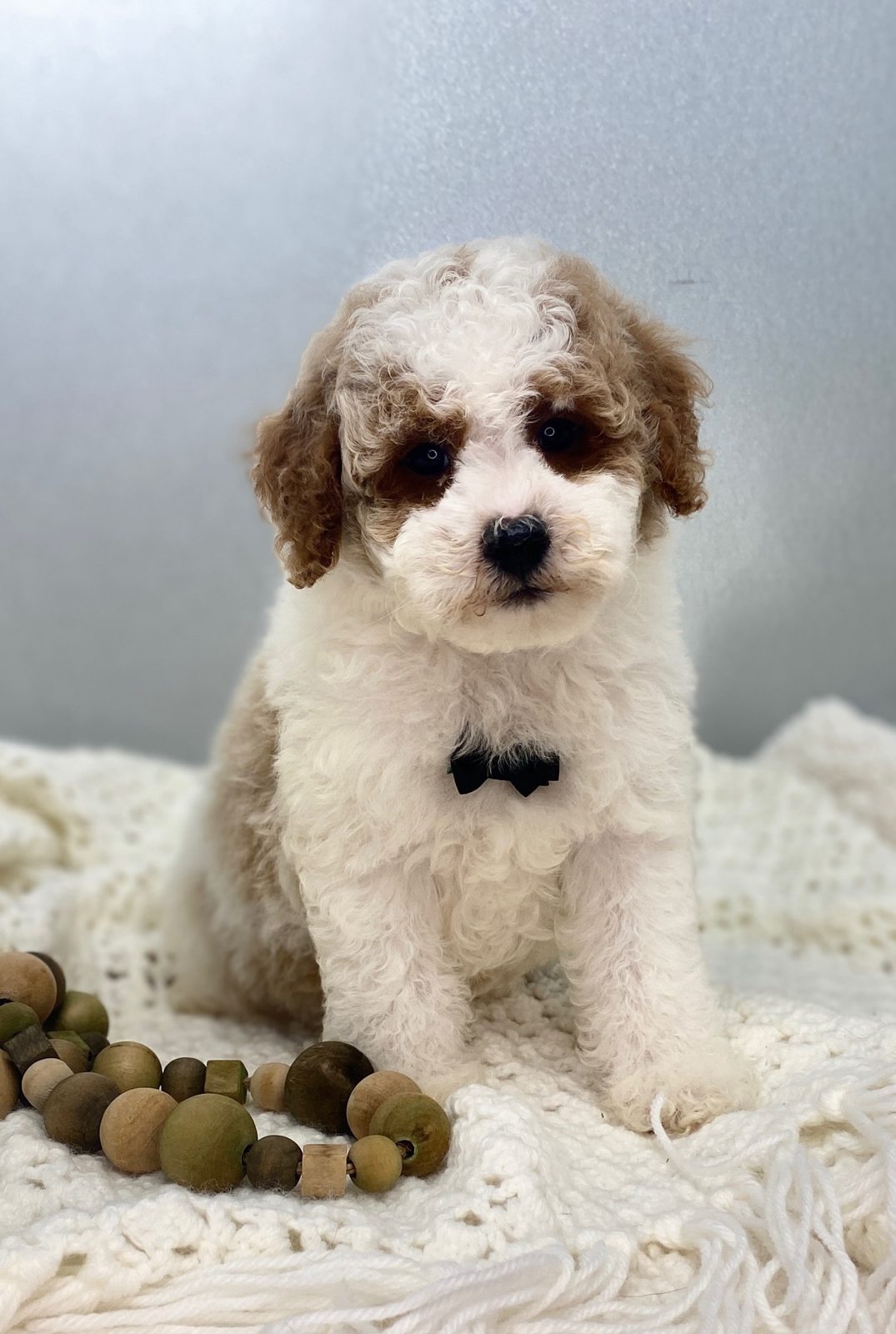 Beckett, a rare parti Mini Goldendoodle boy in a bow tie, ready now at The Luxurious Doodle in North Barrington, Illinois