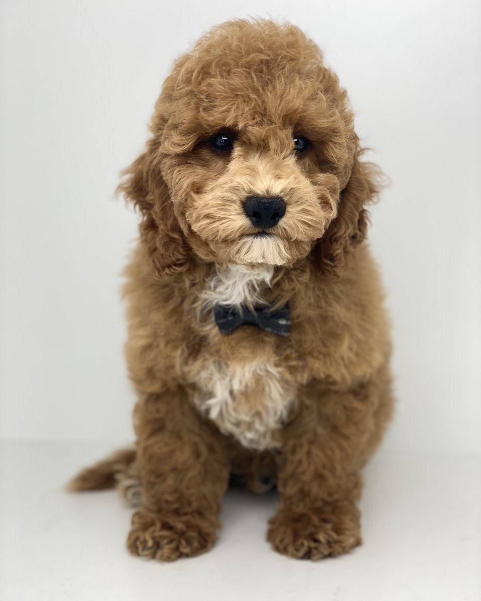 Clover — Petite Goldendoodle Boy