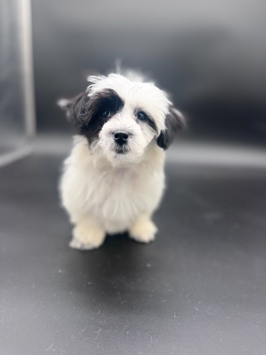 Duchess — F1 Maltipoo Girl