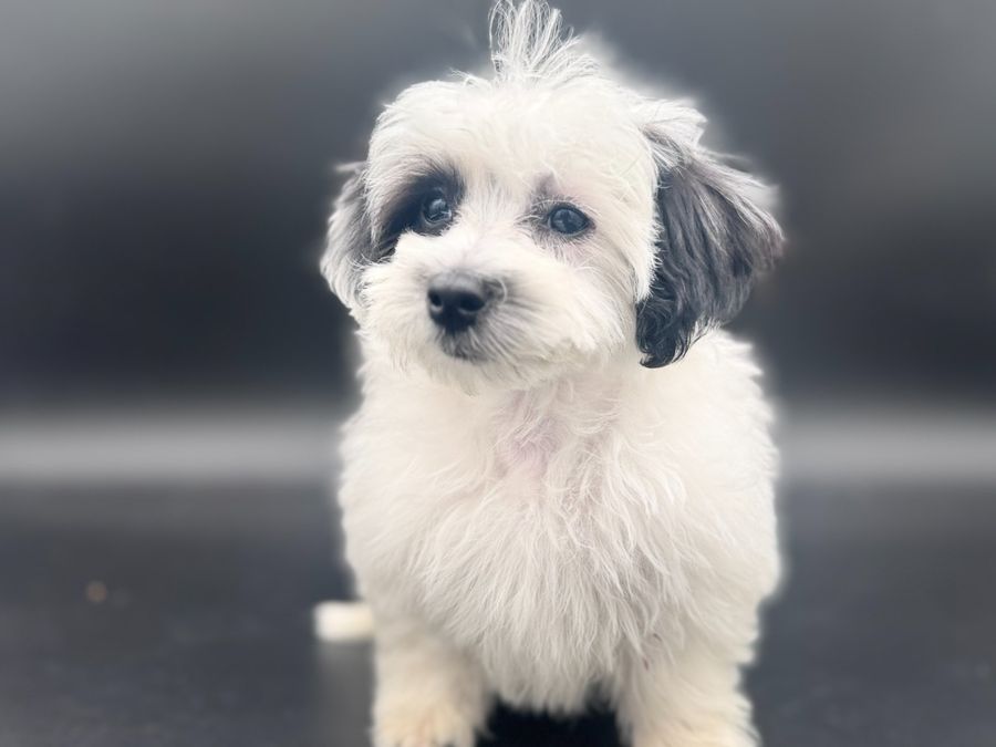 Duke — F1 Maltipoo Boy