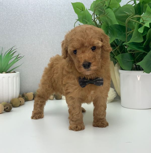 George — Mini Poodle Boy