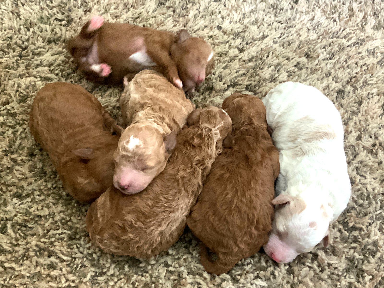 Newborn Petite Goldendoodle litter born July 21 2026 near Arlington Heights IL