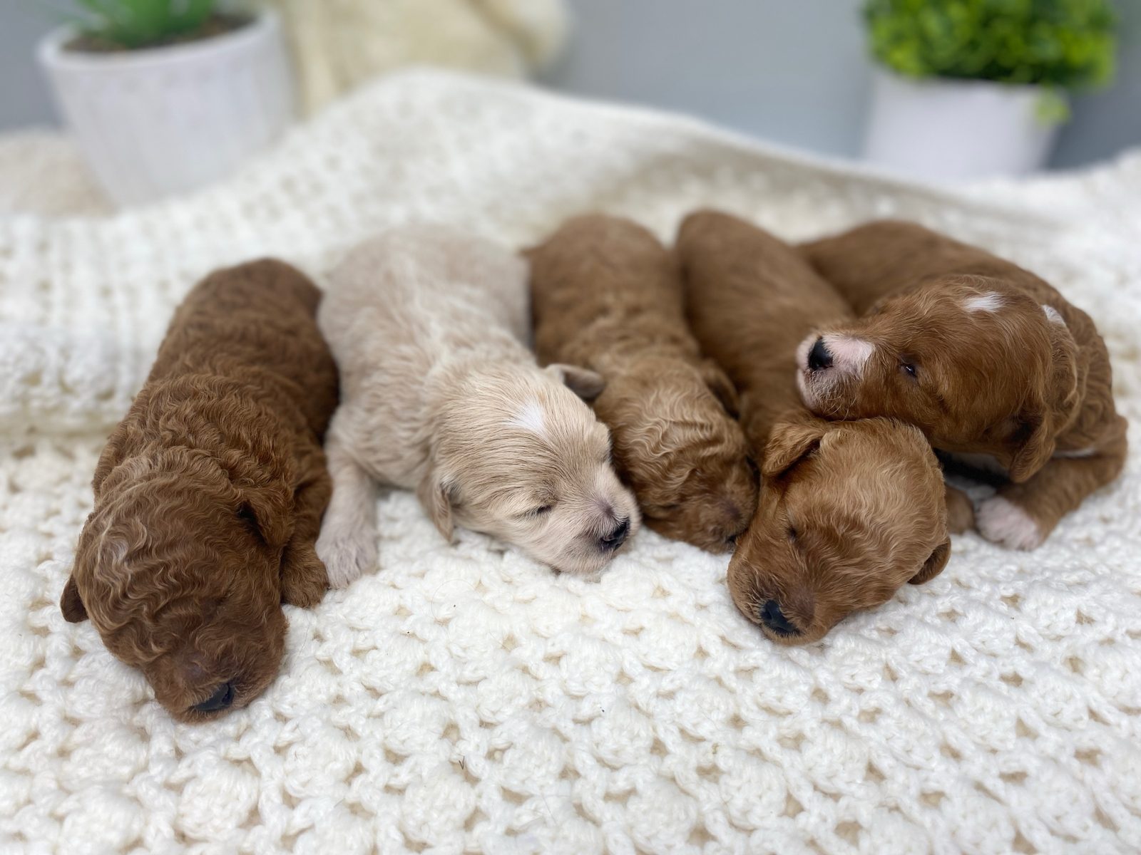 Five newborn red and cream Mini Goldendoodle puppies sleeping on a white knit blanket