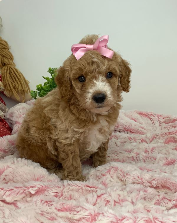 Hazel — Mini Poodle Girl