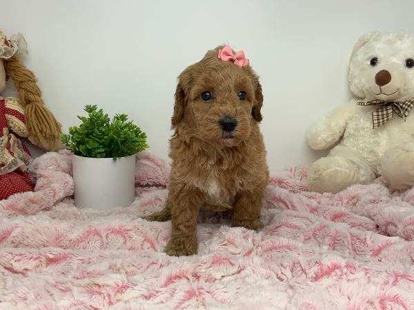 June — Mini Poodle Girl