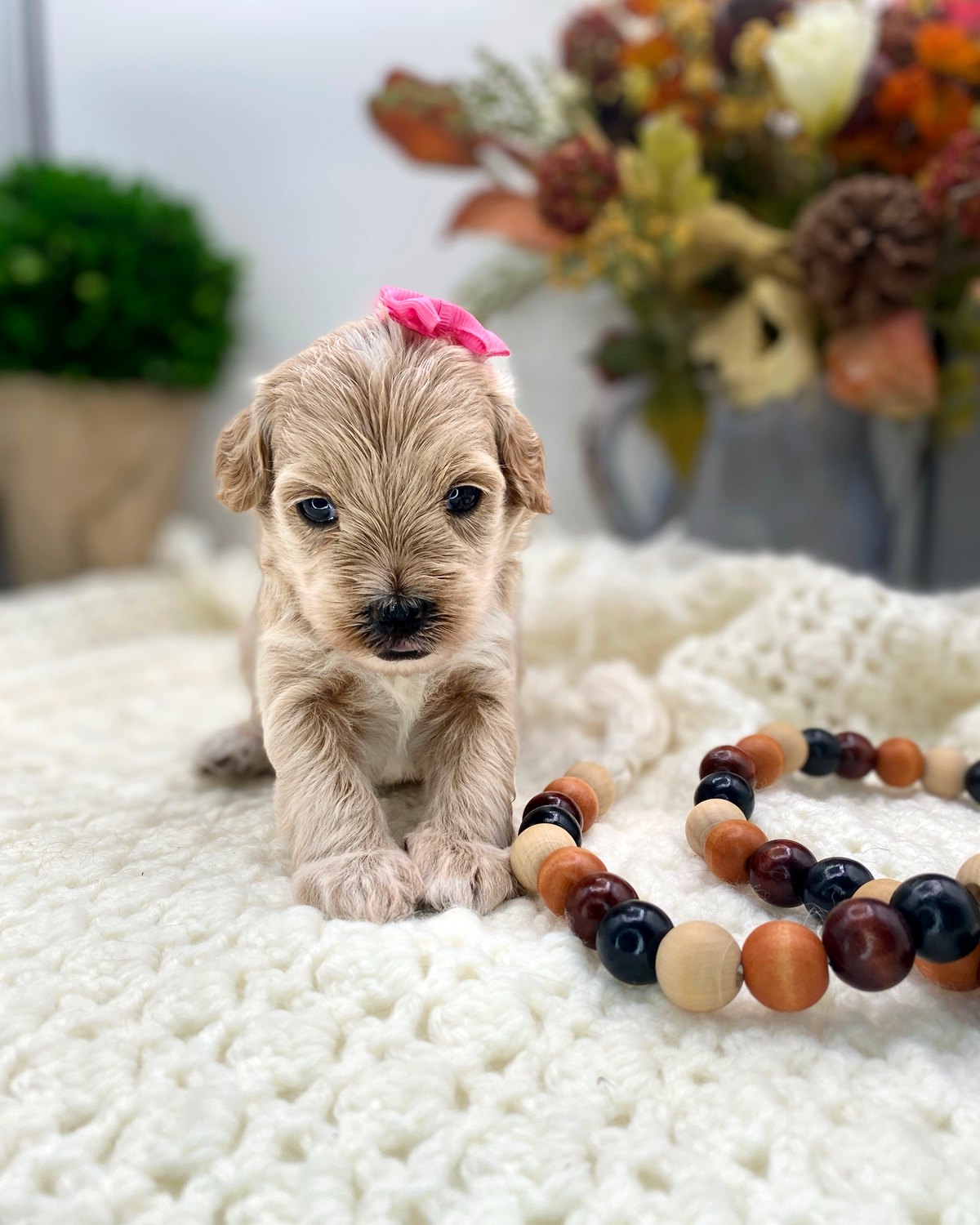 Soft cream Mini Goldendoodle girl puppy with a pink bow at The Luxurious Doodle