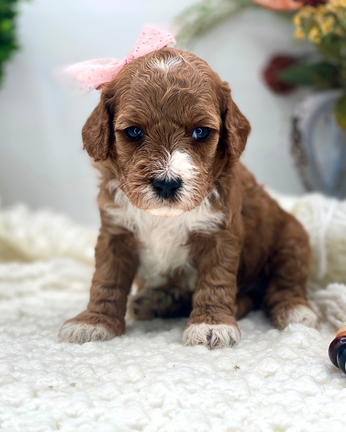 Rich red Mini Goldendoodle girl puppy with a pink bow, first portrait session at The Luxurious Doodle