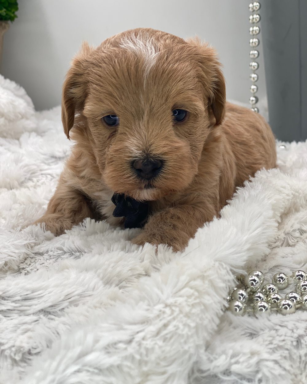 Louie — apricot F1 Maltipoo boy available near Arlington Heights IL