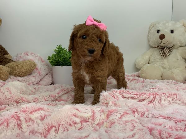 Mabel — Mini Poodle Girl