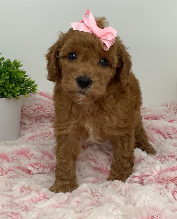 Maeve — Mini Poodle Girl