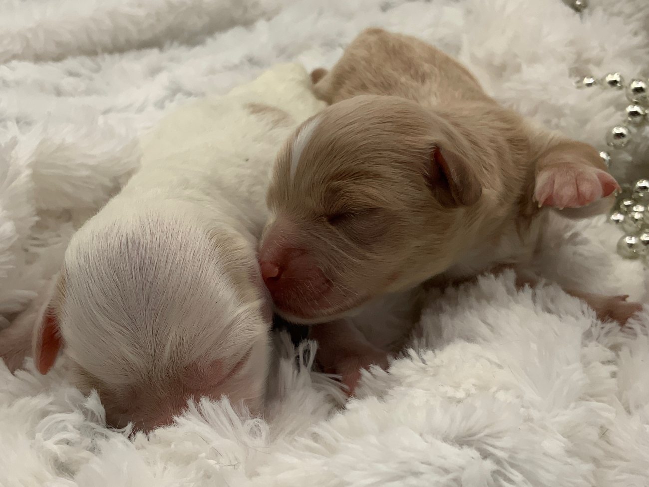 Cream and white Maltipoo newborns, The Luxurious Doodle