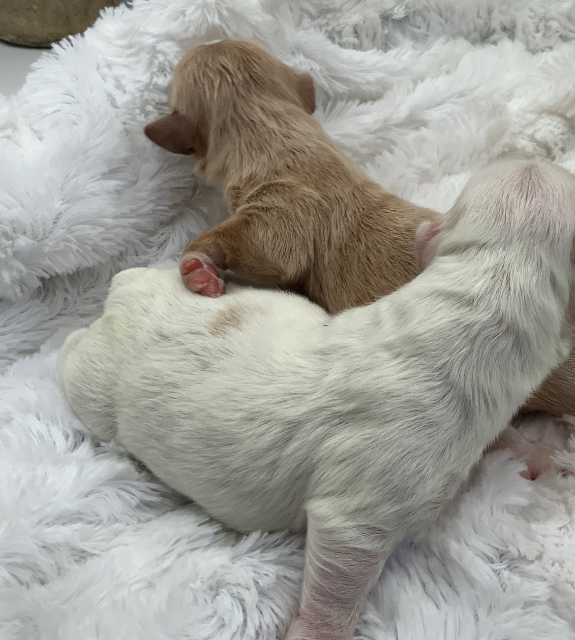 Cream and white Maltipoo puppies resting together
