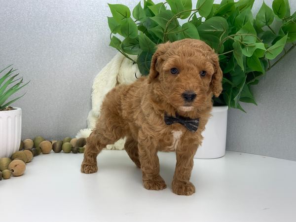 Otis — Mini Poodle Boy