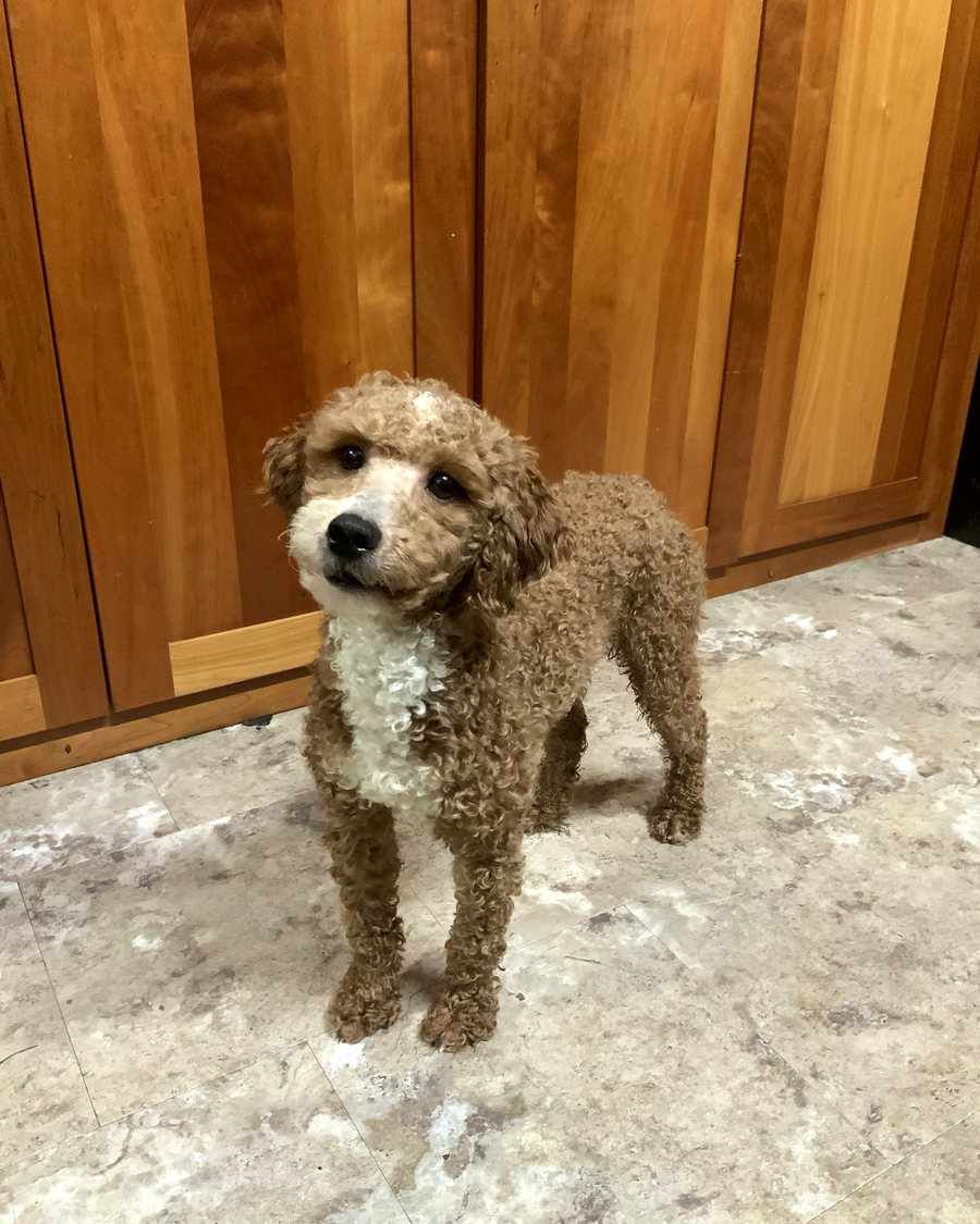 Father dog, an apricot Mini Poodle