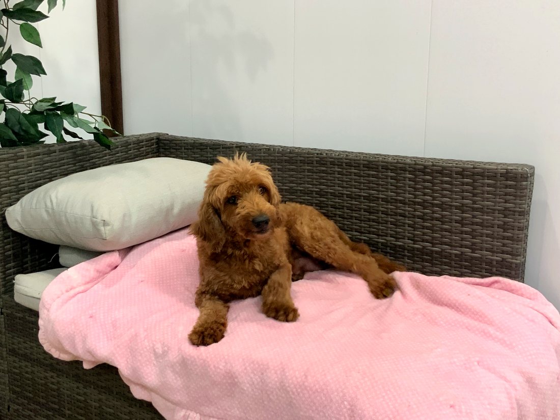 Mother dog, a red Goldendoodle