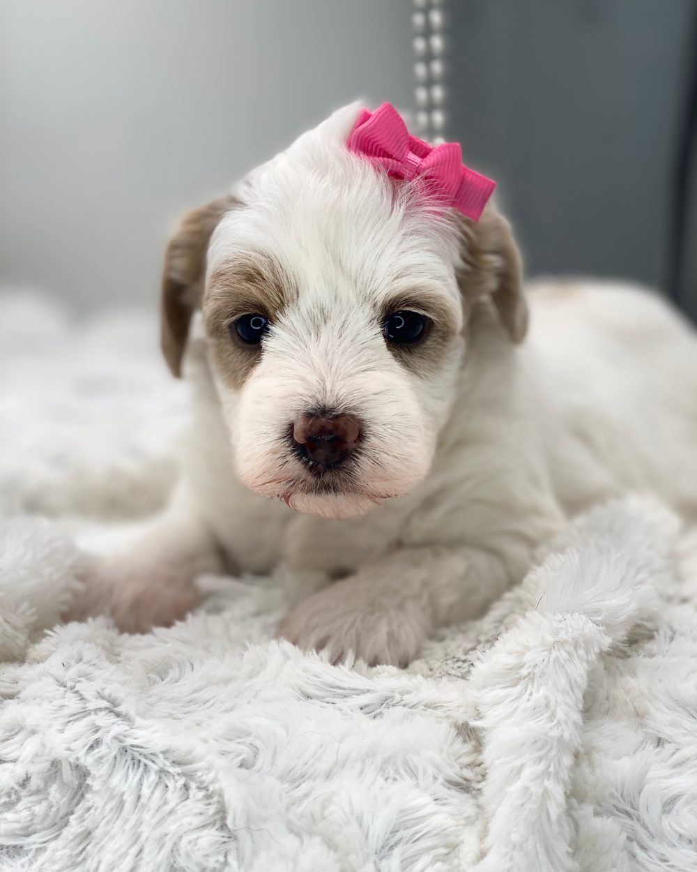 Pearl — white and apricot F1 Maltipoo girl available near Arlington Heights IL