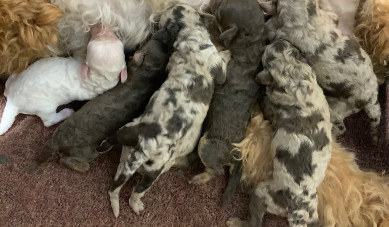Chocolate, chocolate merle, and merle Poodle newborns, ACA registered, The Luxurious Doodle