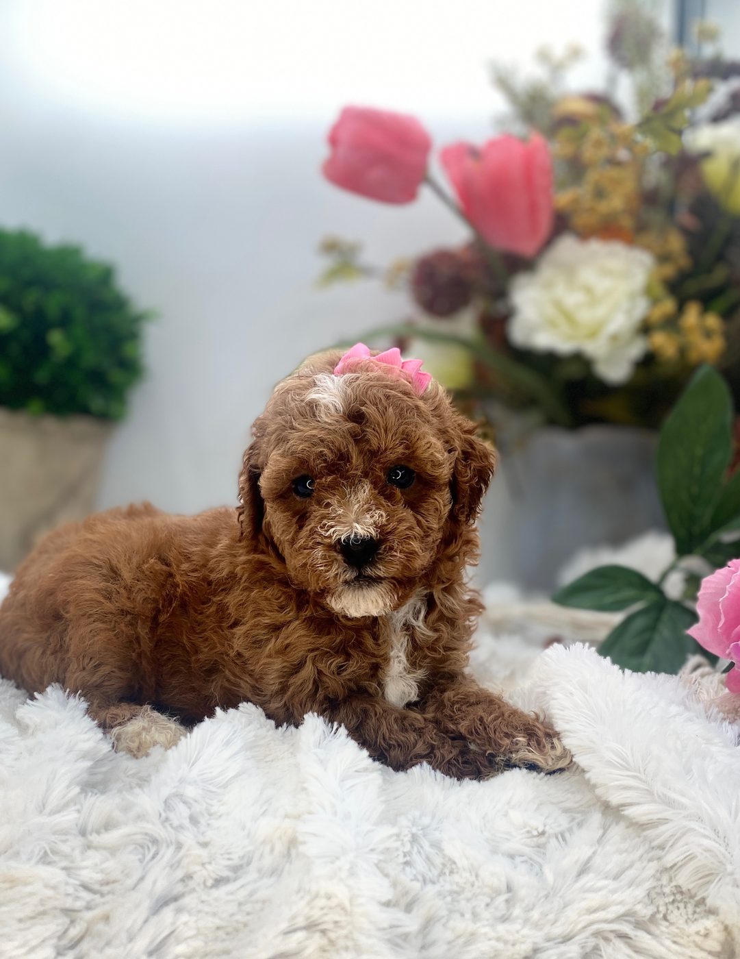 Rosalie &mdash; deep red Goldendoodle girl with a white blaze, available near Schaumburg IL