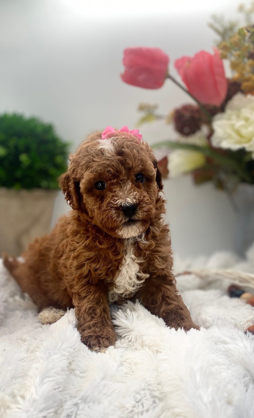 Rosalie the red Goldendoodle puppy girl sitting, USDA Class A certified breeder Illinois