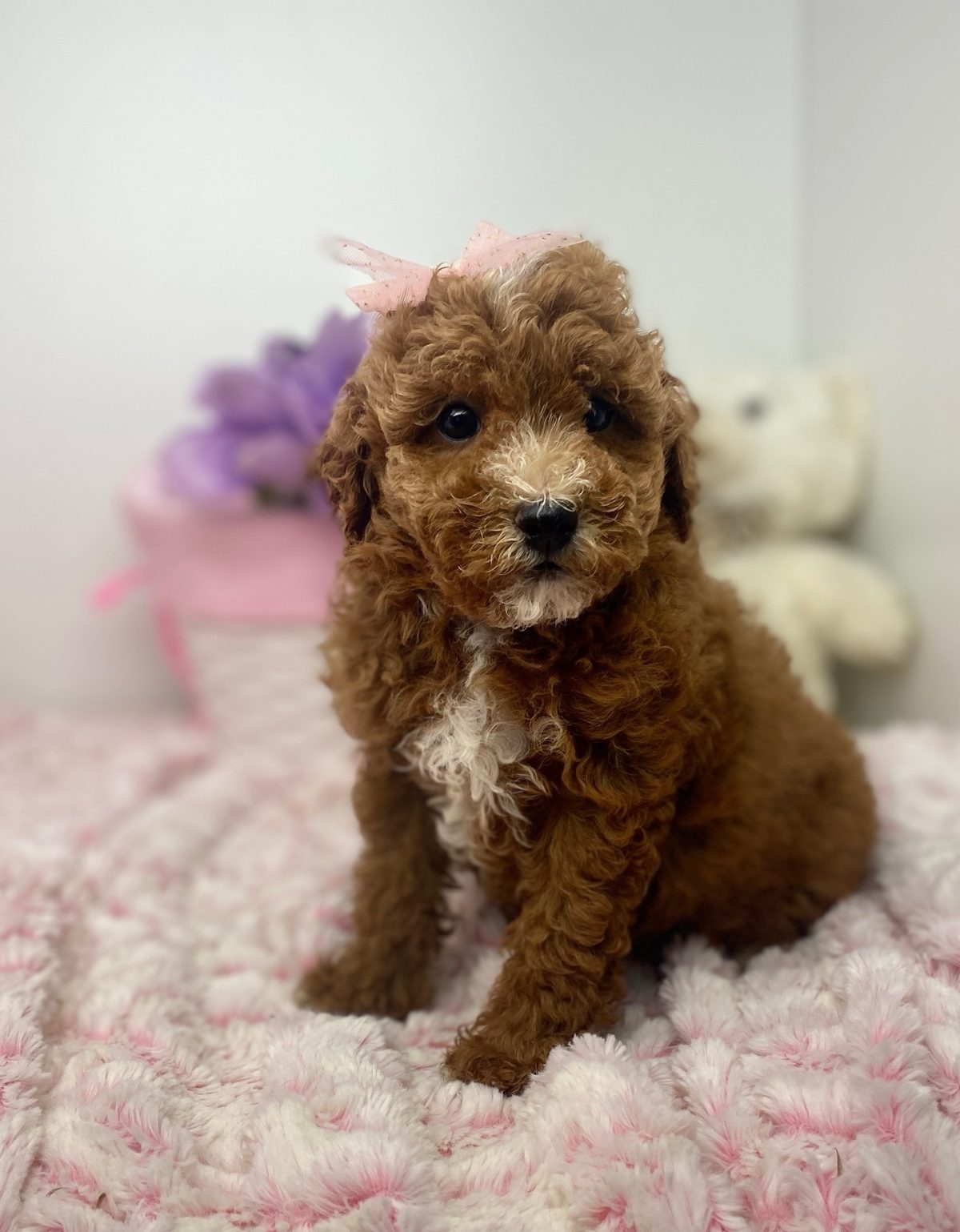 Rosalie, a deep red Mini Goldendoodle girl with a white blaze and a pink bow, ready now at The Luxurious Doodle in North Barrington, Illinois