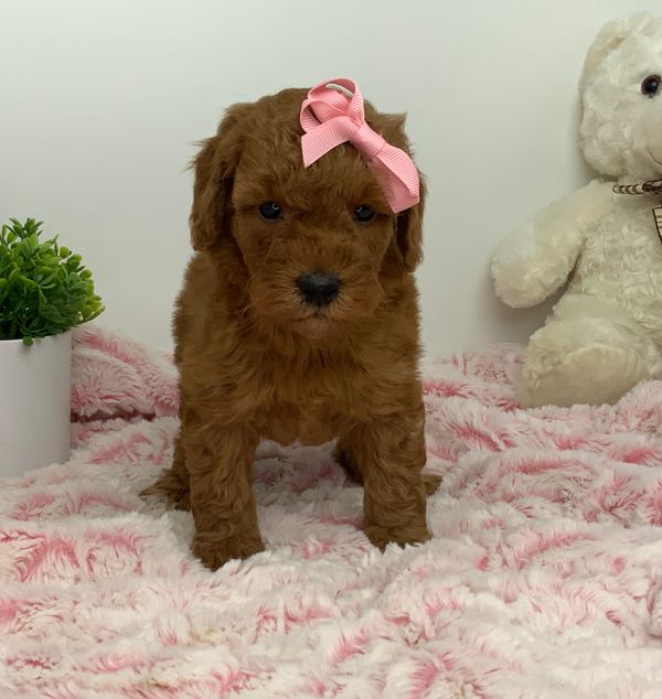 Sadie — Mini Poodle Girl
