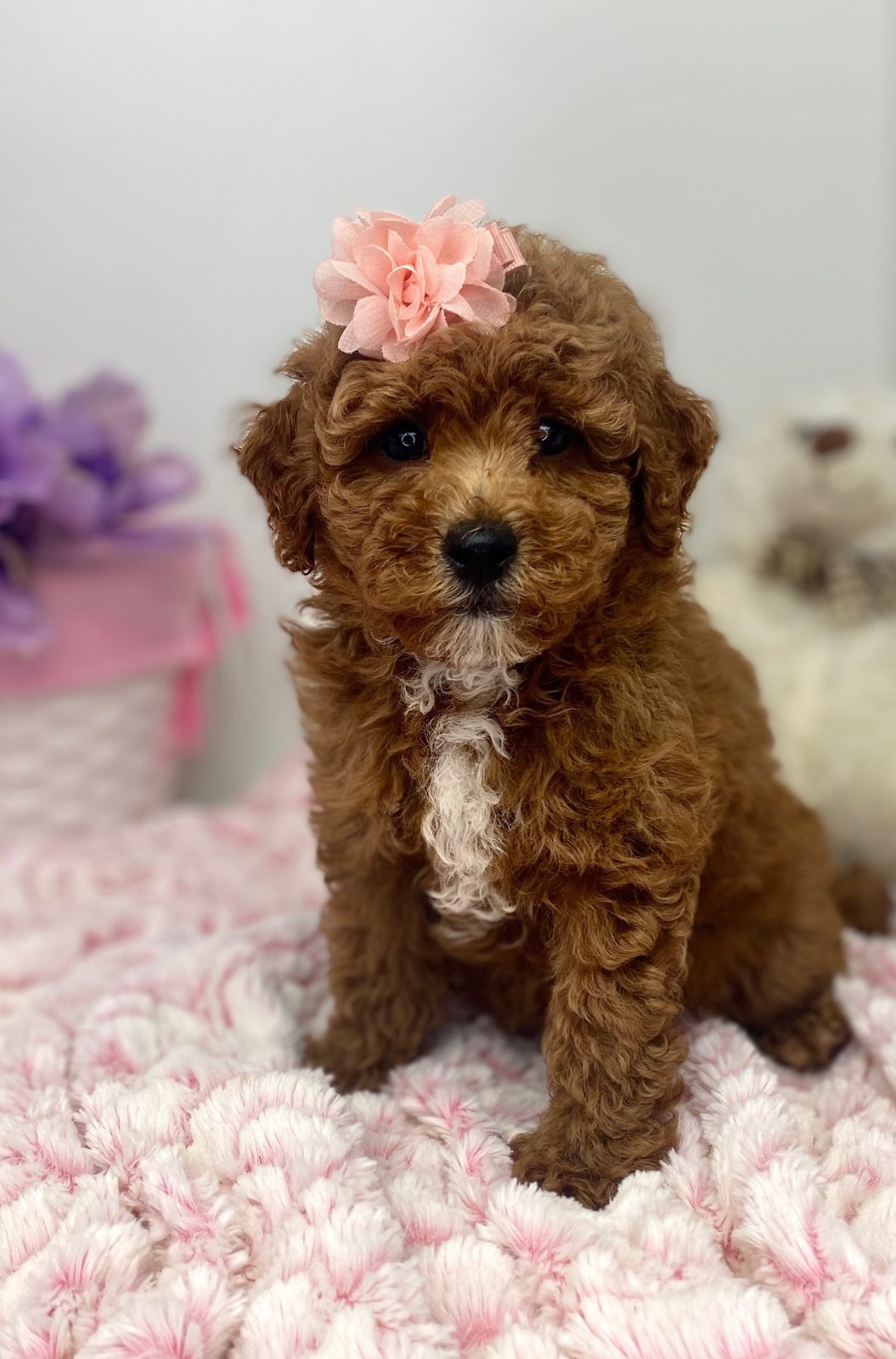 Scarlett, a rich red Mini Goldendoodle girl with a white chest and a pink flower, ready now at The Luxurious Doodle in North Barrington, Illinois