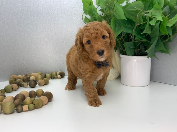 Teddy — Mini Poodle Boy