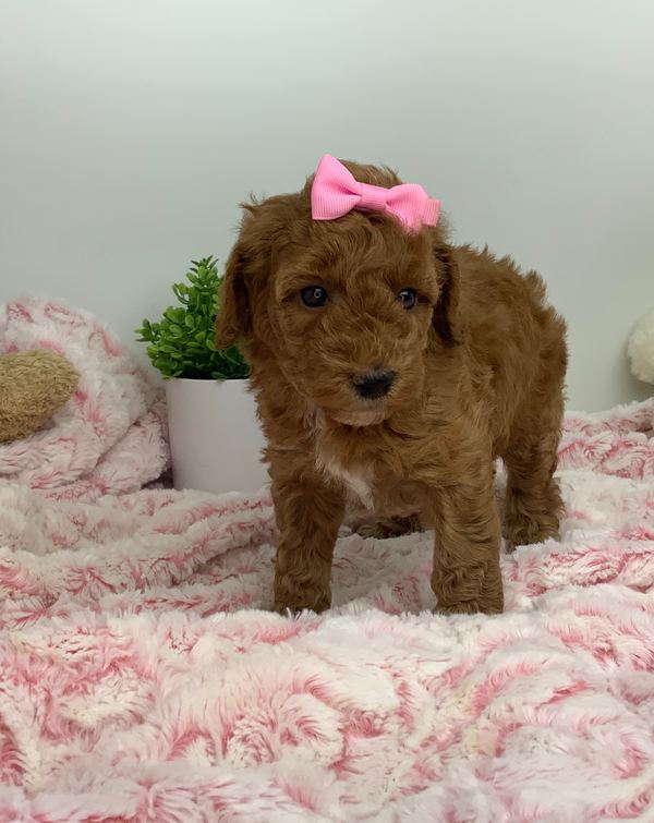 Tilly — Mini Poodle Girl