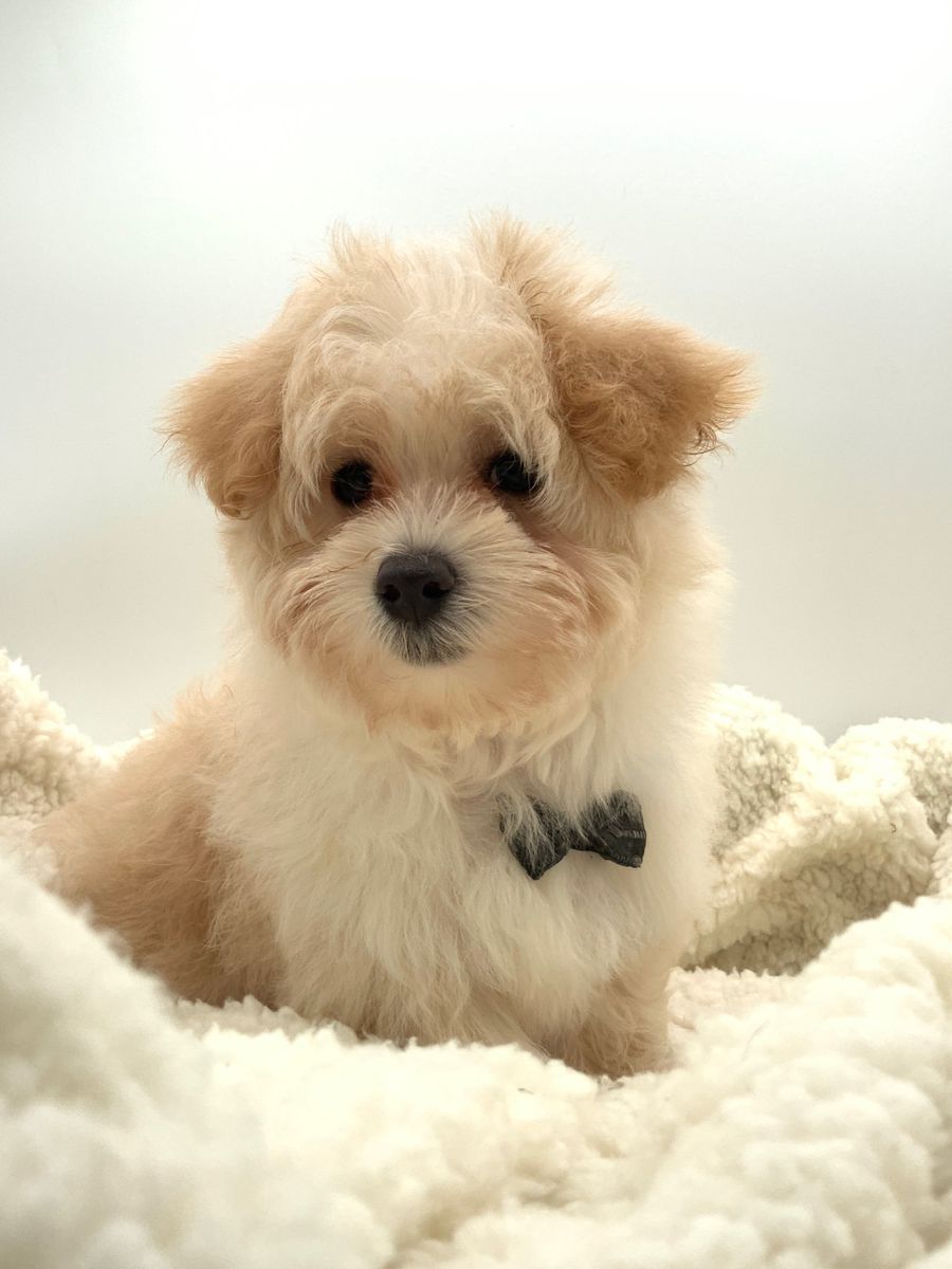 Titan — F1 Maltipoo Boy