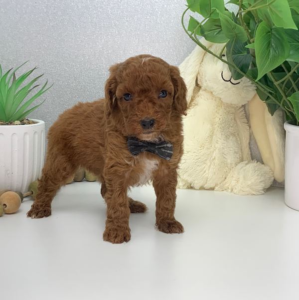 Walter — Mini Poodle Boy